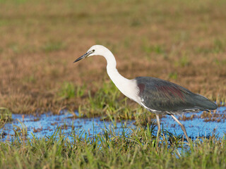 Fototapeta premium White Necked or Pacific Heron (Ardea Pacifica) searching for earth worms on flooded pasture at Maitland NSW Australia