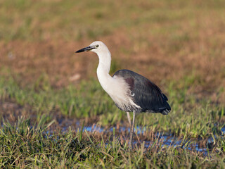 White Necked or Pacific Heron (Ardea Pacifica) searching for earth worms on flooded pasture at Maitland NSW Australia