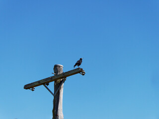 Australian Magpie ((Gymnorhina tibicen)  perched high upon a telegraph pole at Maitland NSW Australia
