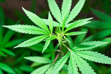 Top view of growth up cannabis tree