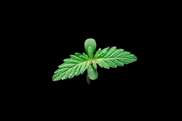 Growing cannabis sprouts on the black background