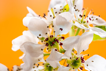 macro photography of flowers blooming apple trees