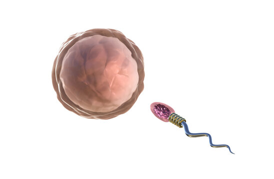 Digital technology human sperm swimming to the female ovum on black background, PNG Transparent Background, 3d Rendering Image.	
