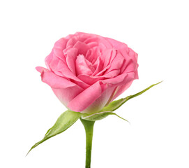 Beautiful pink rose on white background