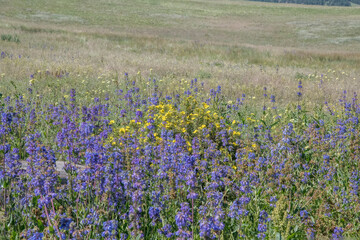 Yellow and Blue Flowers in a Mountain Meadow 