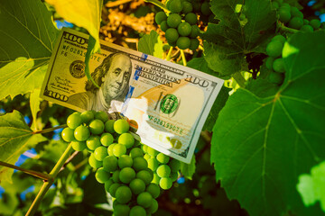 One hundred us dollar banknote close-up over a bunch of green unripe grapes in a vineyard.Money and...