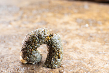 Chicken droppings close-up on a blurred background. Chicken turd of an unusual shape....