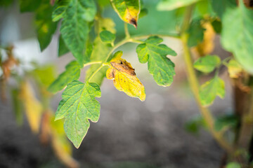 The leaves of a growing tomato are infected with phytophthora close-up. Withered dry leaves of vegetable crops in the garden. Fungal infection on garden bed plants. Common tomato disease - Powered by Adobe
