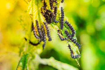 A lot of black caterpillars of the peacock butterfly on nettles close-up,blurred background. A black caterpillar with spikes and white dots eats the leaves of the stinging nettle
