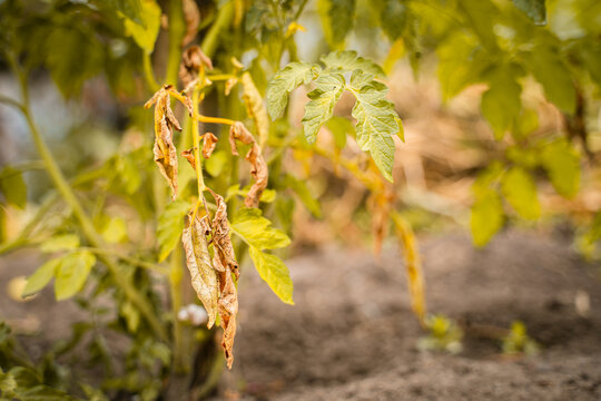 The leaves of a growing tomato are infected with phytophthora close-up. Withered dry leaves of vegetable crops in the garden. Fungal infection on garden bed plants. Common tomato disease
