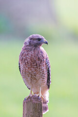 Red-shouldered hawk sitting on a fence.Maryland.USA