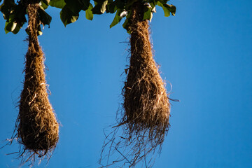 hanging bird nest, high on a tree branch