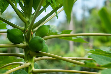 organic papaya plant, with unripe fruits hanging from its stem