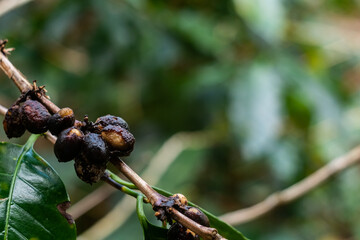 rotten coffee cherry tree on the branches of the coffee plant