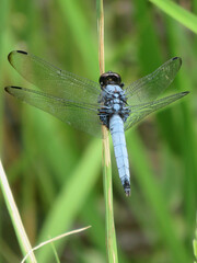 blue dragonfly on leaf