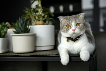 Scottish Fold white-grey pattern put on a necklace and a bell in the black table Along with a white...