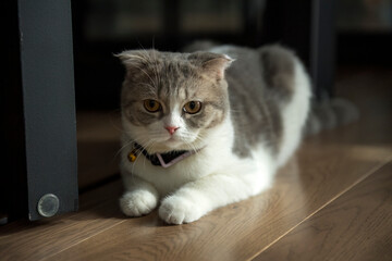 scottish fold cat white and gray stripes Posing in a comfortable sitting position On the wooden floor in the house, full front view, the pedigree cat is very nice, pretty and cute.