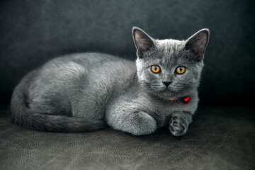 Kitten posing relaxing and looking, British Shorthair cat Blue with sparkling orange eyes sitting comfortably on a black sofa in the house, dark tones look mysterious and beautiful.