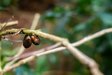 rotten coffee cherry tree on the branches of the coffee plant