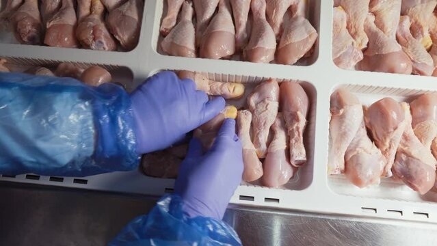 Chicken processing line at poultry farm. Chicken meat production line. Food industry. Chicken legs.4K