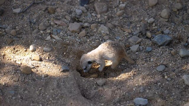 Small Meerkat Digging Bolt-hole In The Ground In Slow Motion. high angle