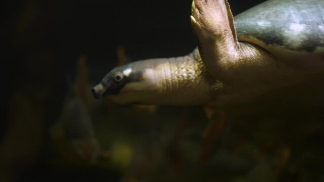 Close Up Of A Pig-nosed Turtle Swimming In The Water. Carettochelys Insculpta.