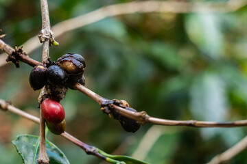 rotten coffee cherry tree on the branches of the coffee plant