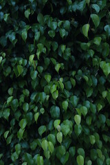 GREEN AND WET LEAVES ON A TREE BACKGROUND