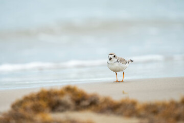 Bird watching on the beach