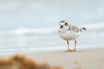 Bird watching on the beach