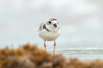 Bird watching on the beach