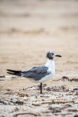 Bird watching on the beach