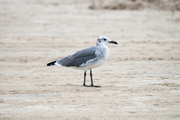 Bird watching on the beach