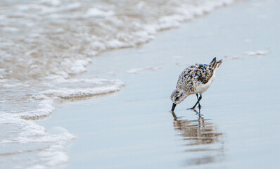 Bird watching on the beach