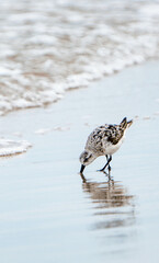 Bird watching on the beach