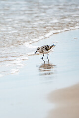 Bird watching on the beach