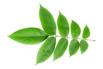 Green leaves isolated on transparent background.green plants
