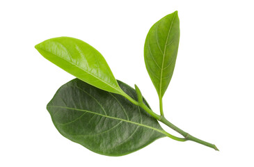 Fototapeta premium fresh green jackfruit leaves isolated on transparent background Green leaves