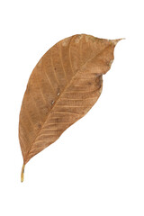 Dry leaves isolated on transparent background. Tropical dry leaves, dry leaves