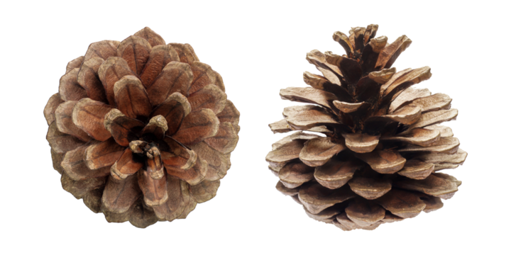 pine cones isolated on transparent background pine cone on a white back