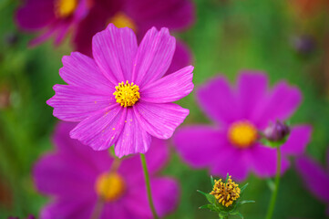 Fototapeta premium bouquet of asters close-up. soft focus, blur flower. flower background