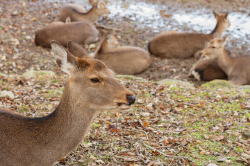 A group of deer resting in Nara Park, Japan. Deer is cherished as a divine force of God