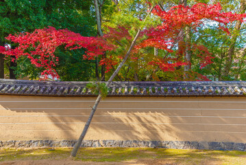 Red leaves in autumn season in Japanese garden with forest background