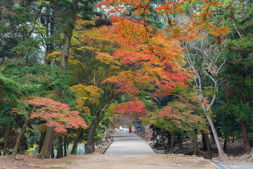 Idyllic landscape of Nara, Japan in autumn season