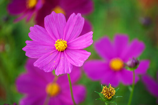 bouquet of asters close-up. soft focus, blur flower. flower background
