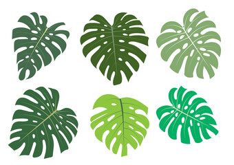 Monstera illustration vector Background Tropical.