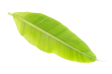 Obraz premium Banana leaf isolated on white background