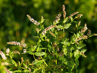 Branches, leaves and flowers of the mint plant
