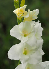 Naklejka na ściany i meble Delicate white gladiolus flowers on a natural background