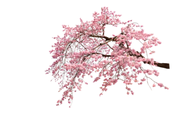 Fototapeten Cherry blossoms in full bloom with transparent background © chanchai